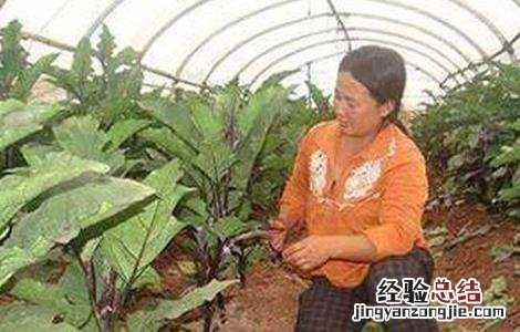 茄子徒长原因及防止措施 茄子徒长原因及防止措施有哪些