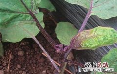 茄子徒长原因及防止措施 茄子徒长原因及防止措施有哪些