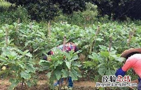 茄子徒长原因及防止措施 茄子徒长原因及防止措施有哪些