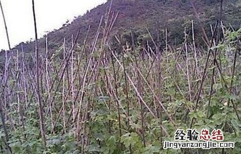苦瓜怎么整枝打杈视频 苦瓜怎么整枝打杈