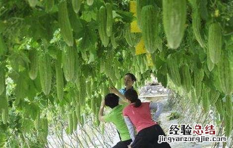 苦瓜怎么整枝打杈视频 苦瓜怎么整枝打杈