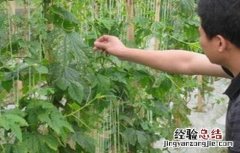 苦瓜怎么整枝打杈视频 苦瓜怎么整枝打杈