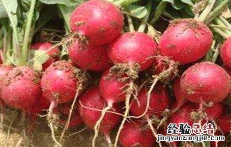 樱桃萝卜怎么施肥 樱桃萝卜施肥用什么肥料