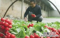 樱桃萝卜怎么施肥 樱桃萝卜施肥用什么肥料