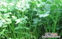 霜降前后种什么菜最好? 霜降前后种什么蔬菜好