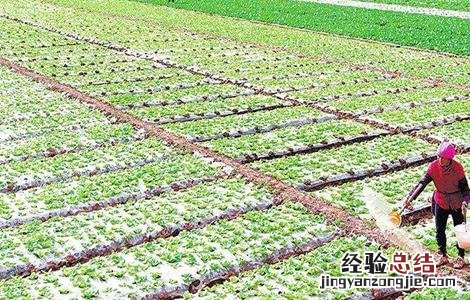 秋白菜该怎么浇水施肥 秋白菜该怎么浇水施肥呢