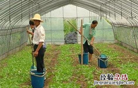 秋白菜该怎么浇水施肥 秋白菜该怎么浇水施肥呢