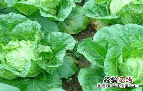 秋白菜该怎么浇水施肥 秋白菜该怎么浇水施肥呢
