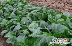 秋白菜该怎么浇水施肥 秋白菜该怎么浇水施肥呢