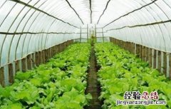 冬季大棚蔬菜管理要点 冬季大棚蔬菜如何管理