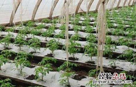 冬季大棚蔬菜管理要点 冬季大棚蔬菜如何管理
