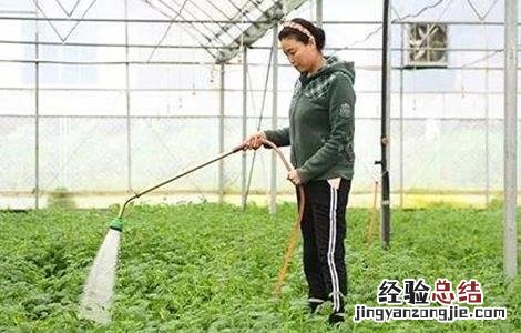 冬季大棚蔬菜管理要点 冬季大棚蔬菜如何管理