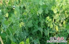 豌豆的高产种植要点 豌豆高产种植技术