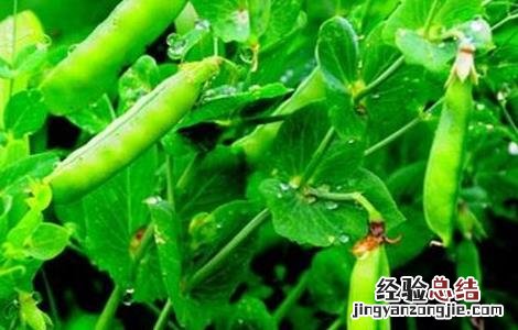 豌豆的高产种植要点 豌豆高产种植技术