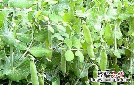 豌豆的高产种植要点 豌豆高产种植技术
