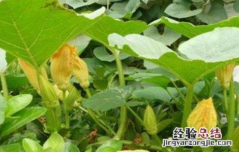 南瓜开花期怎么提高产量呢 南瓜开花期怎么提高产量