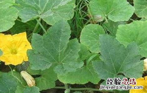 南瓜开花期怎么提高产量呢 南瓜开花期怎么提高产量
