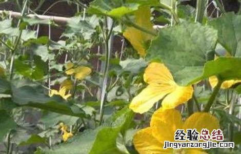 南瓜开花期怎么提高产量呢 南瓜开花期怎么提高产量