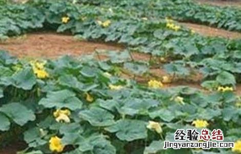 南瓜开花期怎么提高产量呢 南瓜开花期怎么提高产量