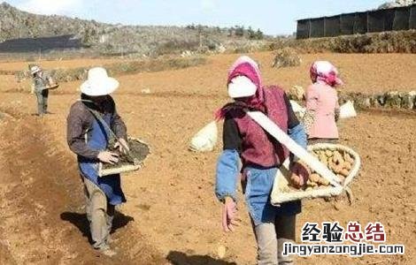 马铃薯怎样切块种植 马铃薯切块种植技术