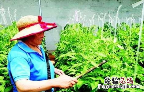大棚西紅柿怎么授粉视频 大棚西紅柿该怎么授粉