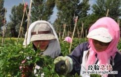 大棚西紅柿怎么授粉视频 大棚西紅柿该怎么授粉