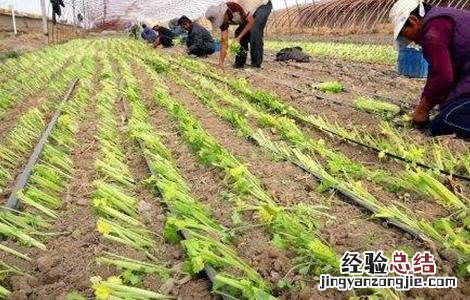 芹菜定植后的管理技术 芹菜定植后的管理技术有哪些