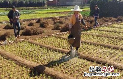 芹菜定植后的管理技术 芹菜定植后的管理技术有哪些