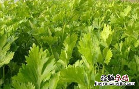 芹菜定植后的管理技术 芹菜定植后的管理技术有哪些