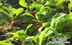萝卜菜的种植方法和技术 萝卜菜的种植方法