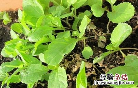 萝卜菜的种植方法和技术 萝卜菜的种植方法