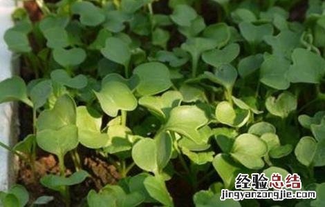 萝卜菜的种植方法和技术 萝卜菜的种植方法