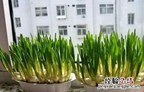 盆栽蔬菜怎么种植视频 盆栽蔬菜怎么种植