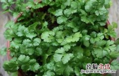 盆栽蔬菜怎么种植视频 盆栽蔬菜怎么种植