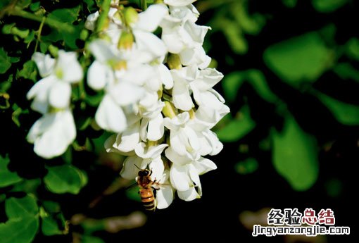 槐花怎么吃 槐花