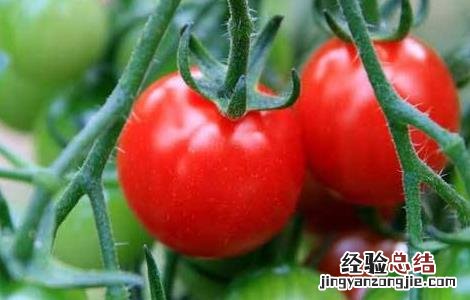 西红柿丰产栽培技术 西红柿高产栽培技术