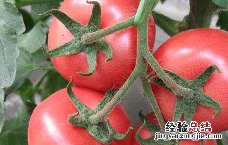 西红柿丰产栽培技术 西红柿高产栽培技术