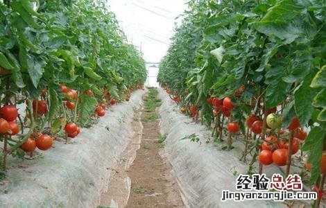 西红柿丰产栽培技术 西红柿高产栽培技术