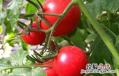 西红柿丰产栽培技术 西红柿高产栽培技术