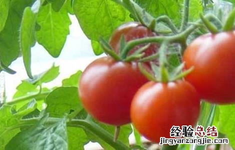 西红柿丰产栽培技术 西红柿高产栽培技术