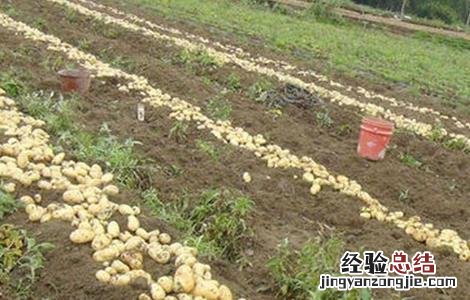 土豆种植产量不高该怎么办 土豆怎样栽产量高