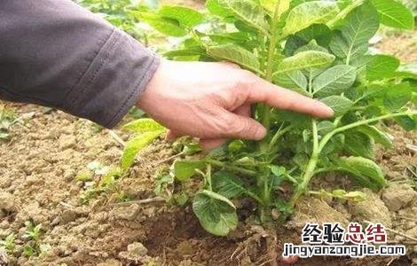 土豆种植产量不高该怎么办 土豆怎样栽产量高