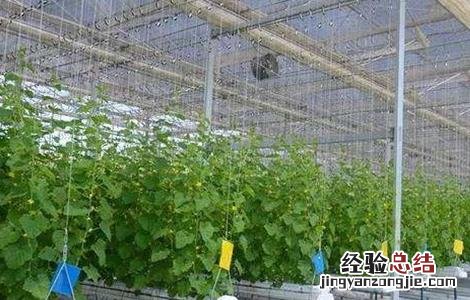 番茄无土栽培技术要点 番茄无土栽培主要方式