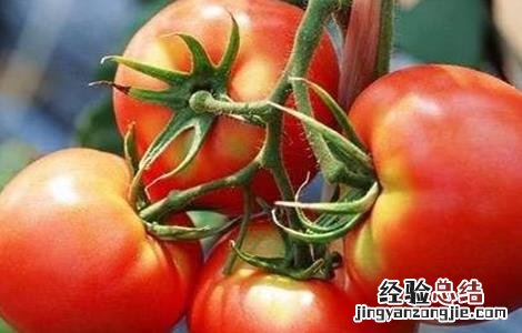 番茄无土栽培技术要点 番茄无土栽培主要方式