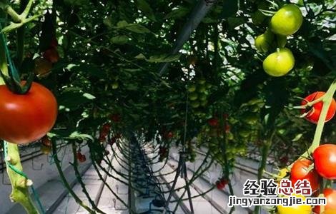 番茄无土栽培技术要点 番茄无土栽培主要方式