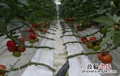 番茄无土栽培技术要点 番茄无土栽培主要方式
