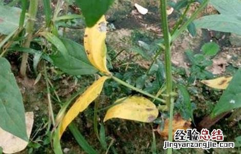 豆角黄叶原因及防治方法图片 豆角黄叶原因及防治方法