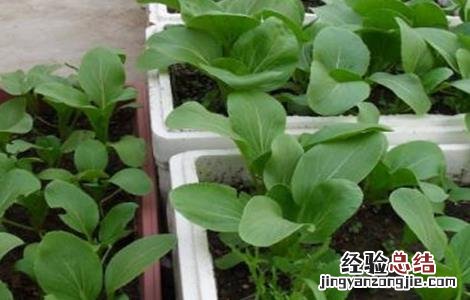冬季小油菜的种植方法? 秋冬季该怎么种植小油菜