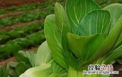 冬季小油菜的种植方法? 秋冬季该怎么种植小油菜