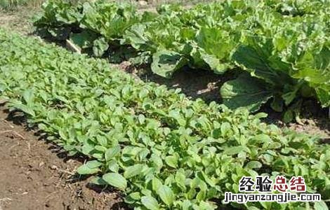 冬季小油菜的种植方法? 秋冬季该怎么种植小油菜